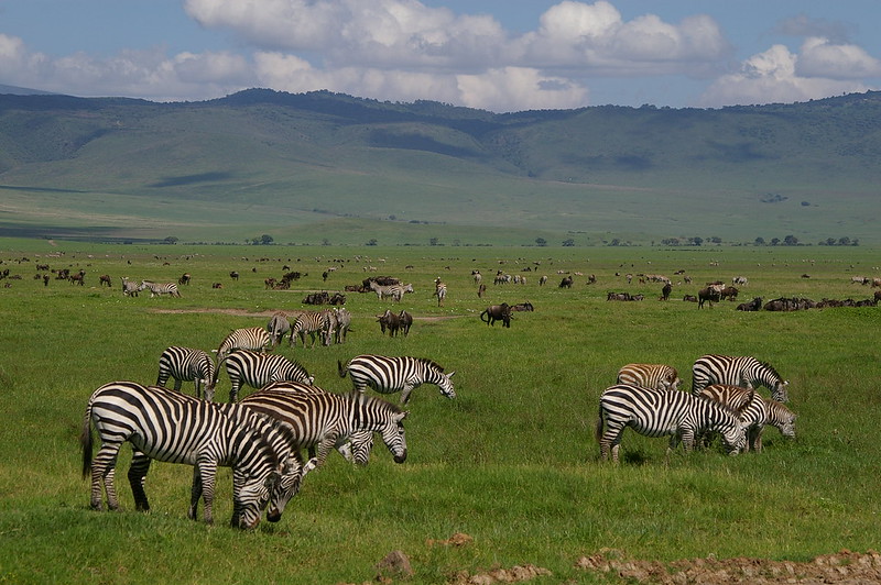 Safari guide with guests in Ngorongoro