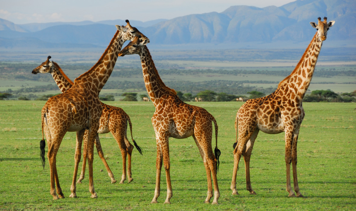 Wildlife Safaris